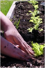 school garden 