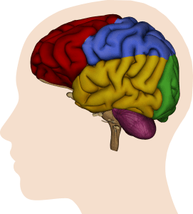 brain